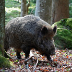 Bayerischer Wald Germaniacinghiale