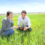 Agronomist looking at wheat quality with farmer